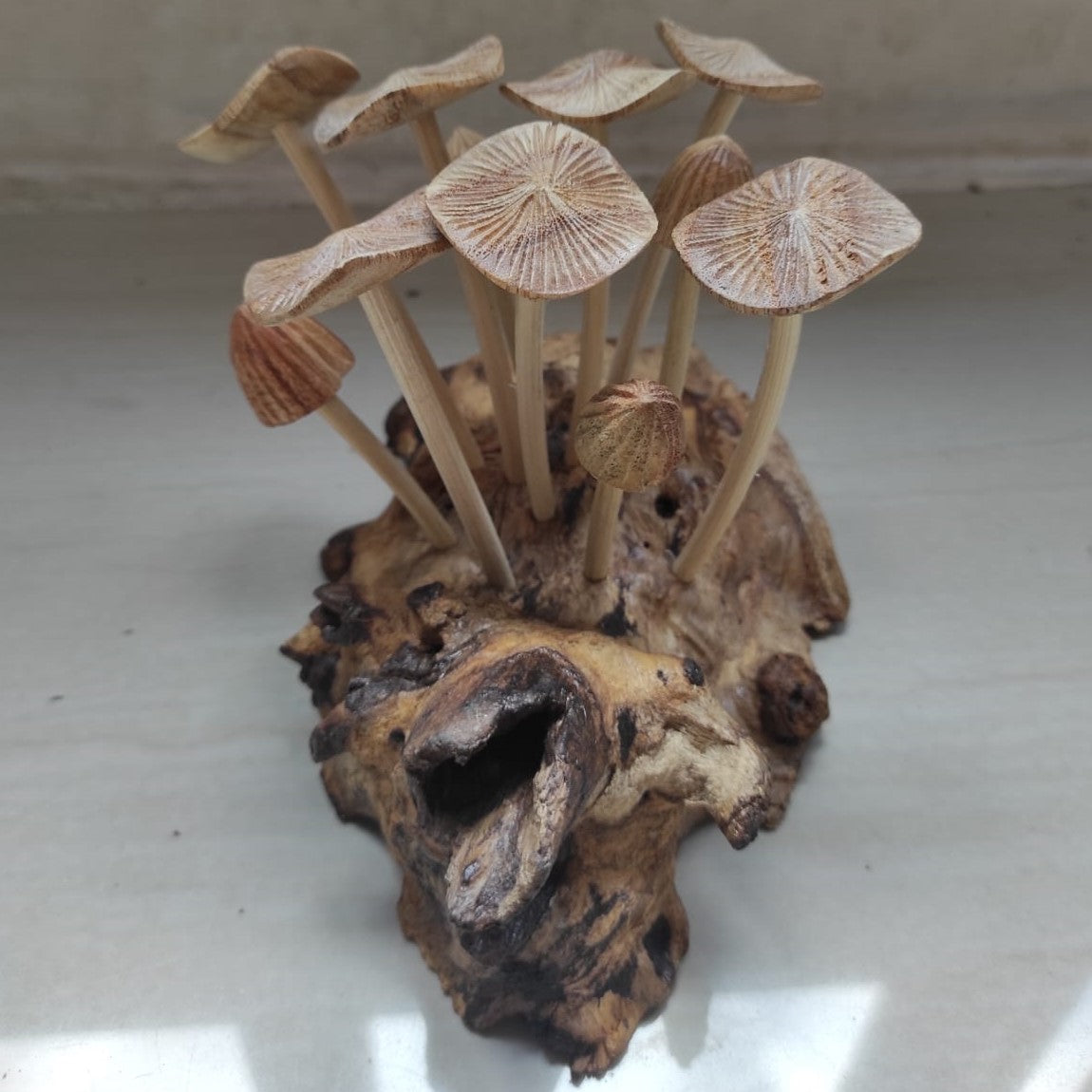 Eleven grooved cap mushrooms