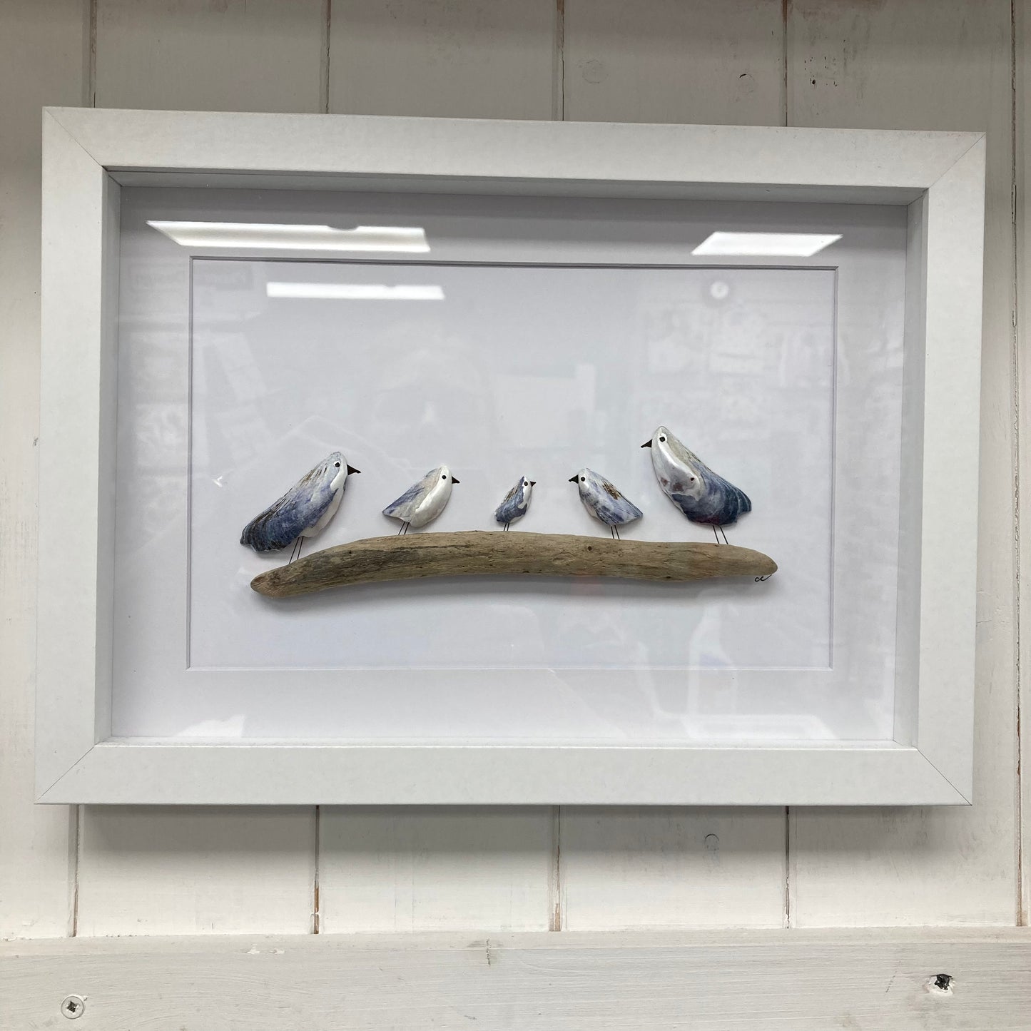 Mussel Shell Gull Pictures