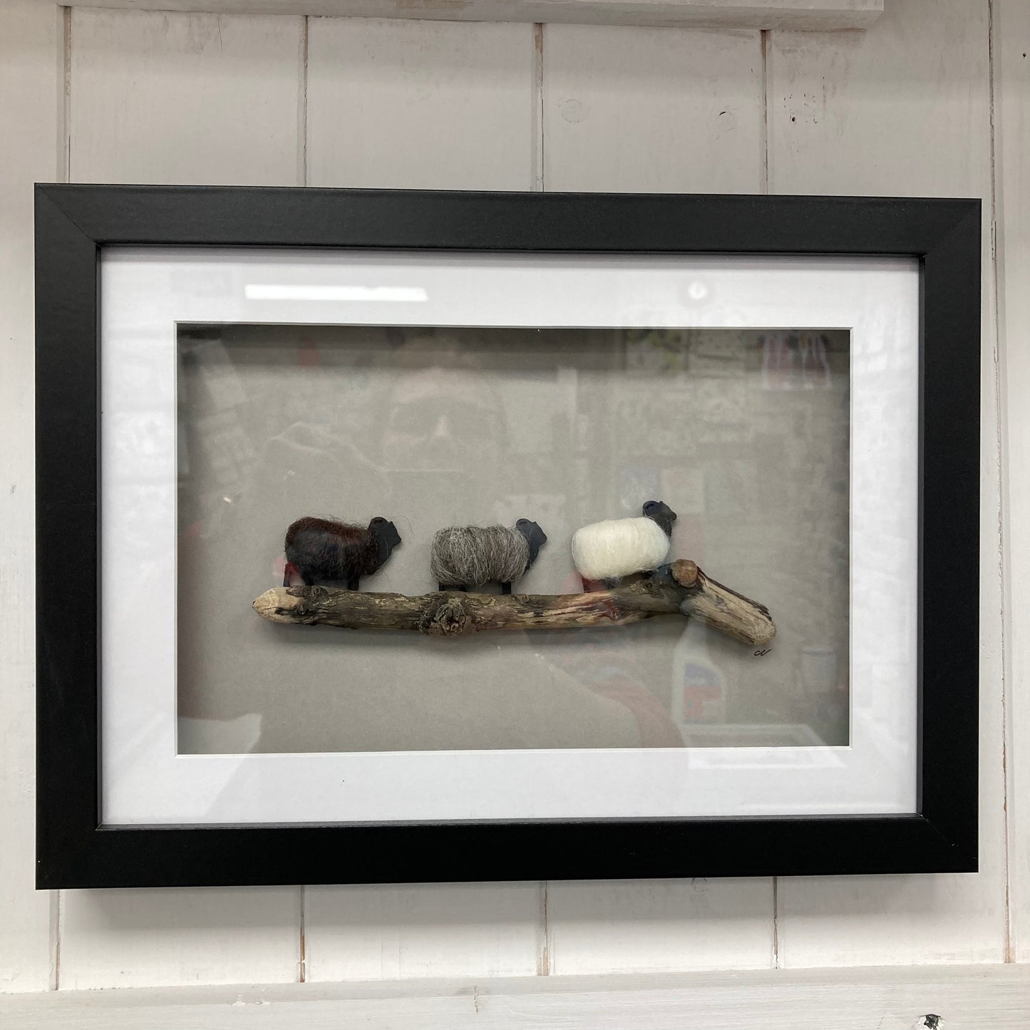 Woolly Sheep Pictures