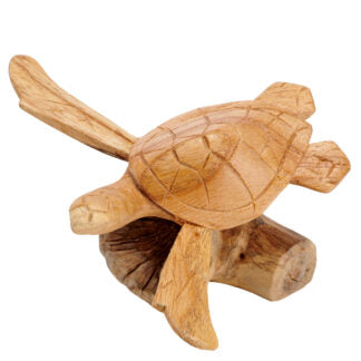 Kolibrie op Paddestoel