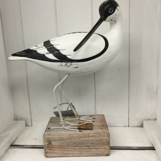 Avocet Preening