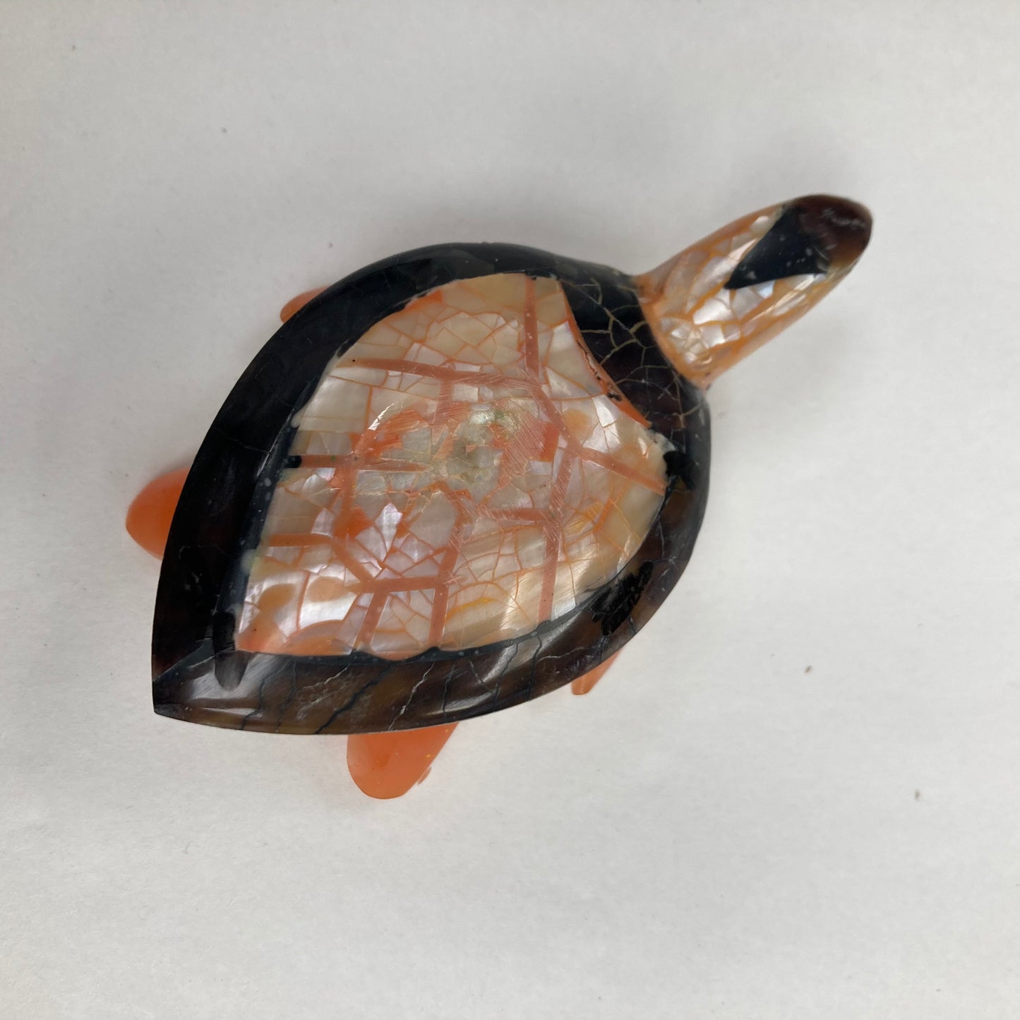 Schelpschildpad: verschillende kleuren