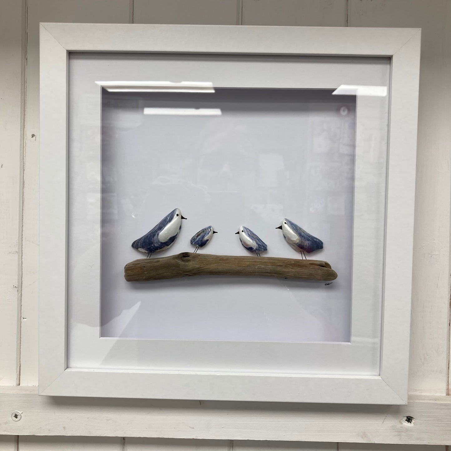 Mussel Shell Gull Pictures