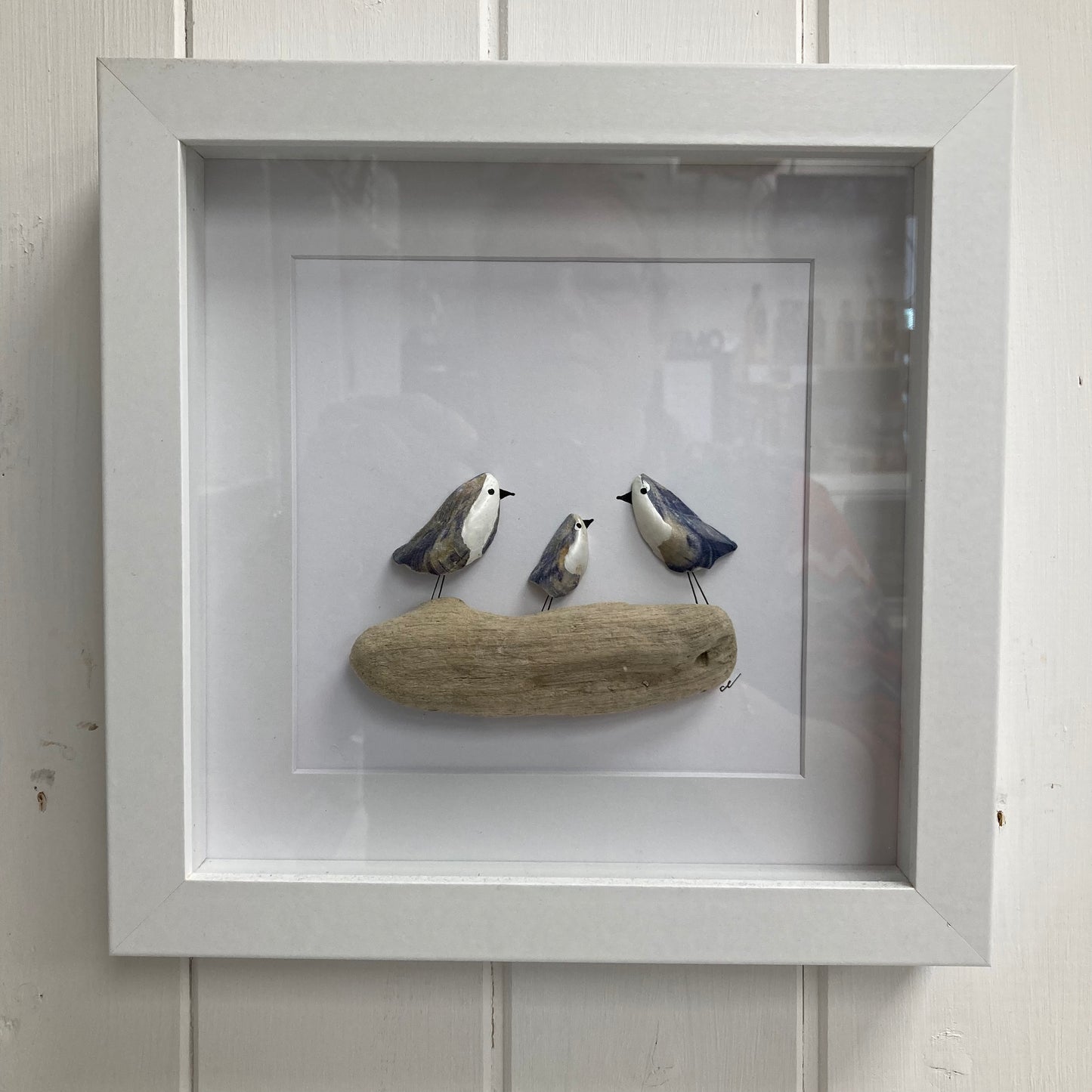 Mussel Shell Gull Pictures