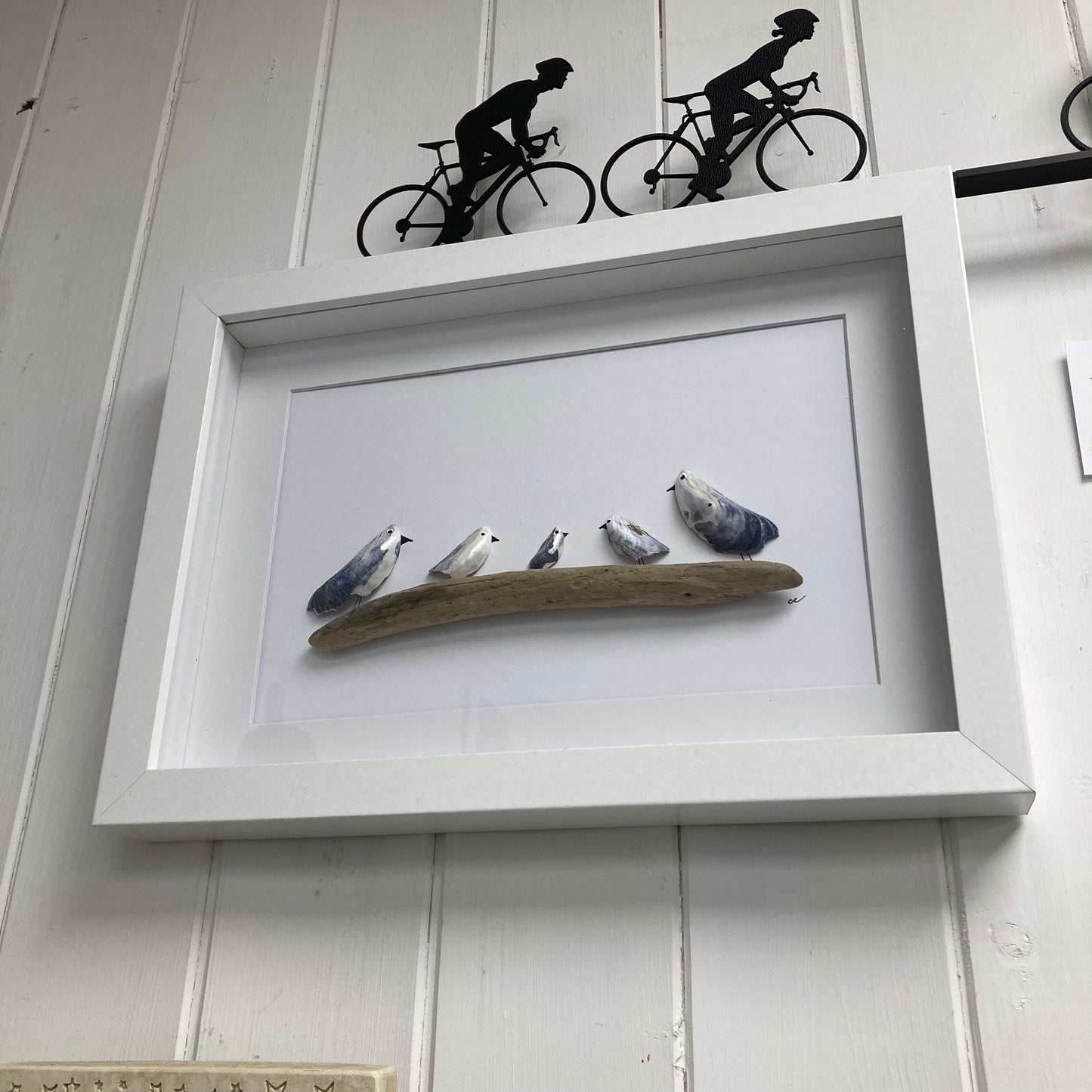 Mussel Shell Gull Pictures