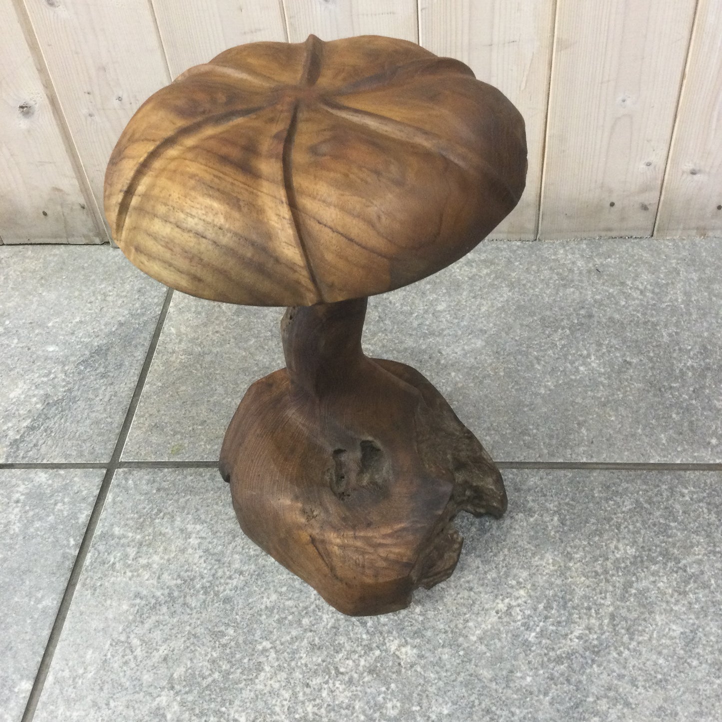 Teak Root Wild Mushrooms