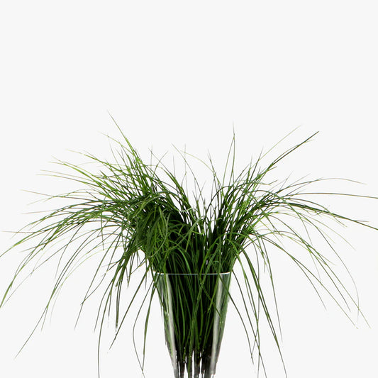 Grass Trailing Bunch