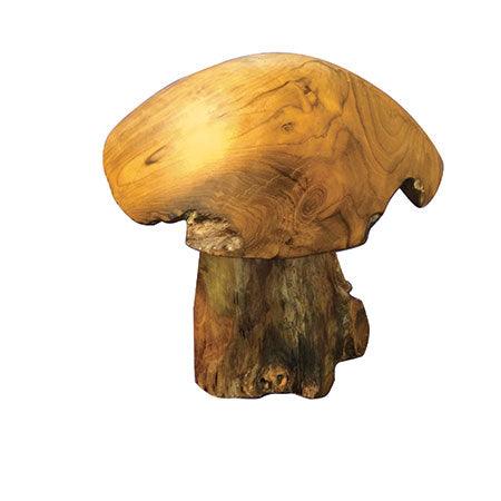 Teak Root Mushroom - The Coast Office