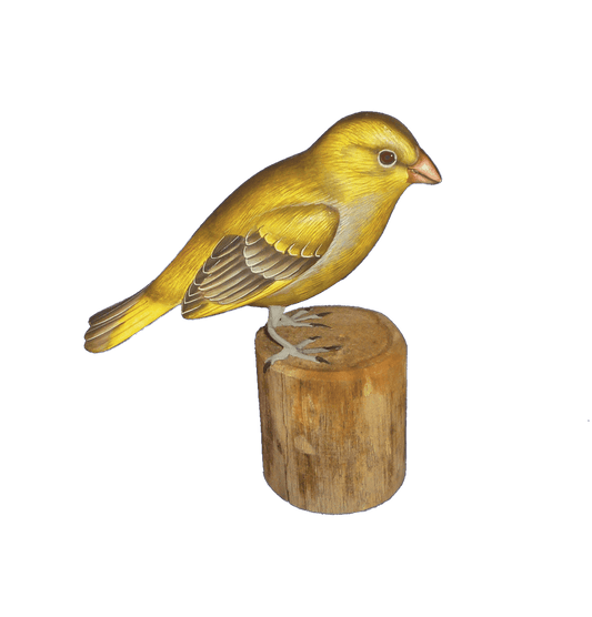 Green Finch - The Coast Office