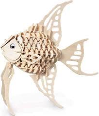 Angel Fish - The Coast Office