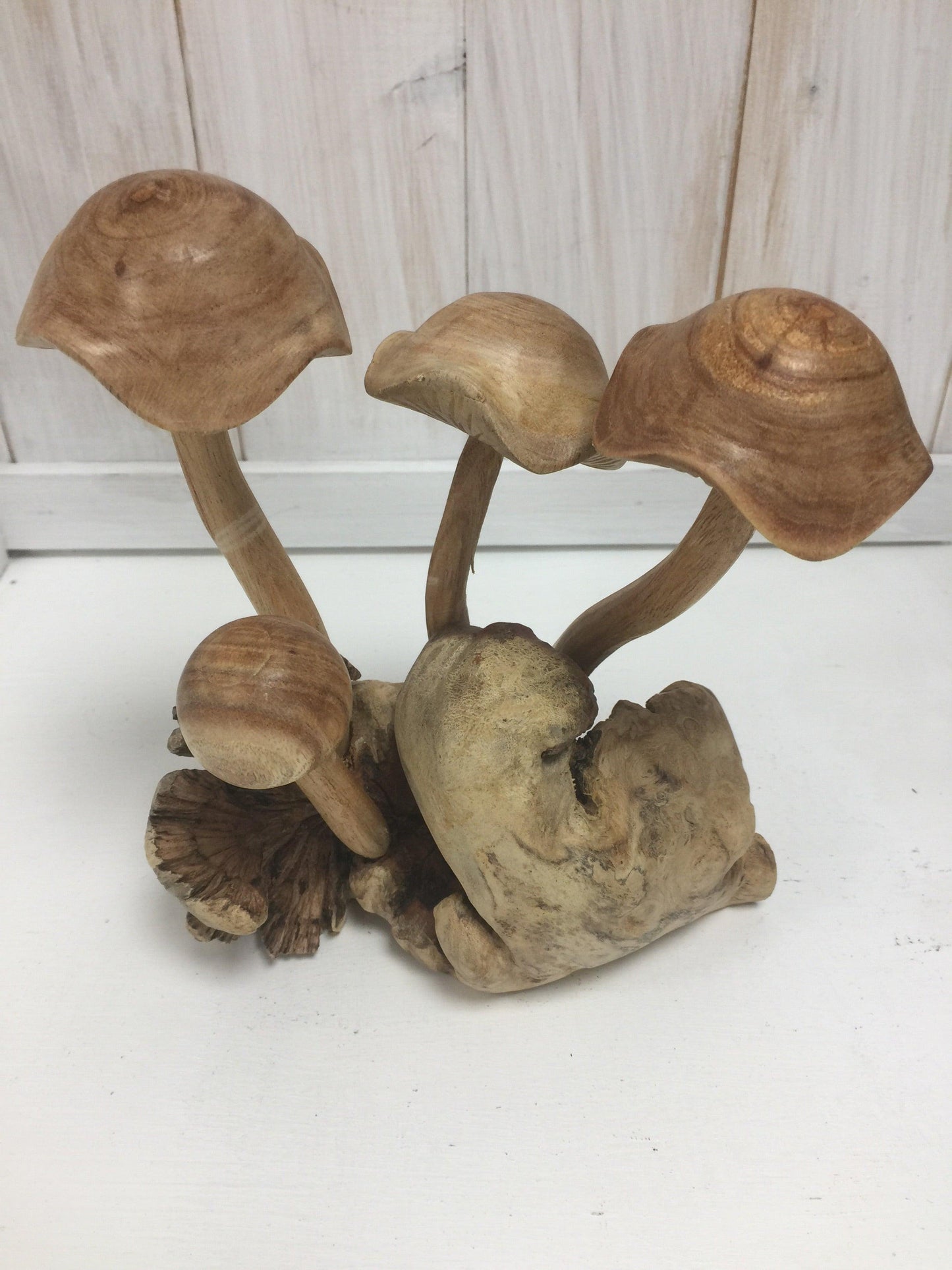 Curly Cap Mushrooms - The Coast Office