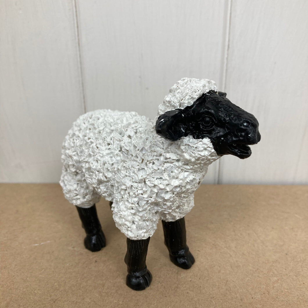 Miniature Black & White Sheep