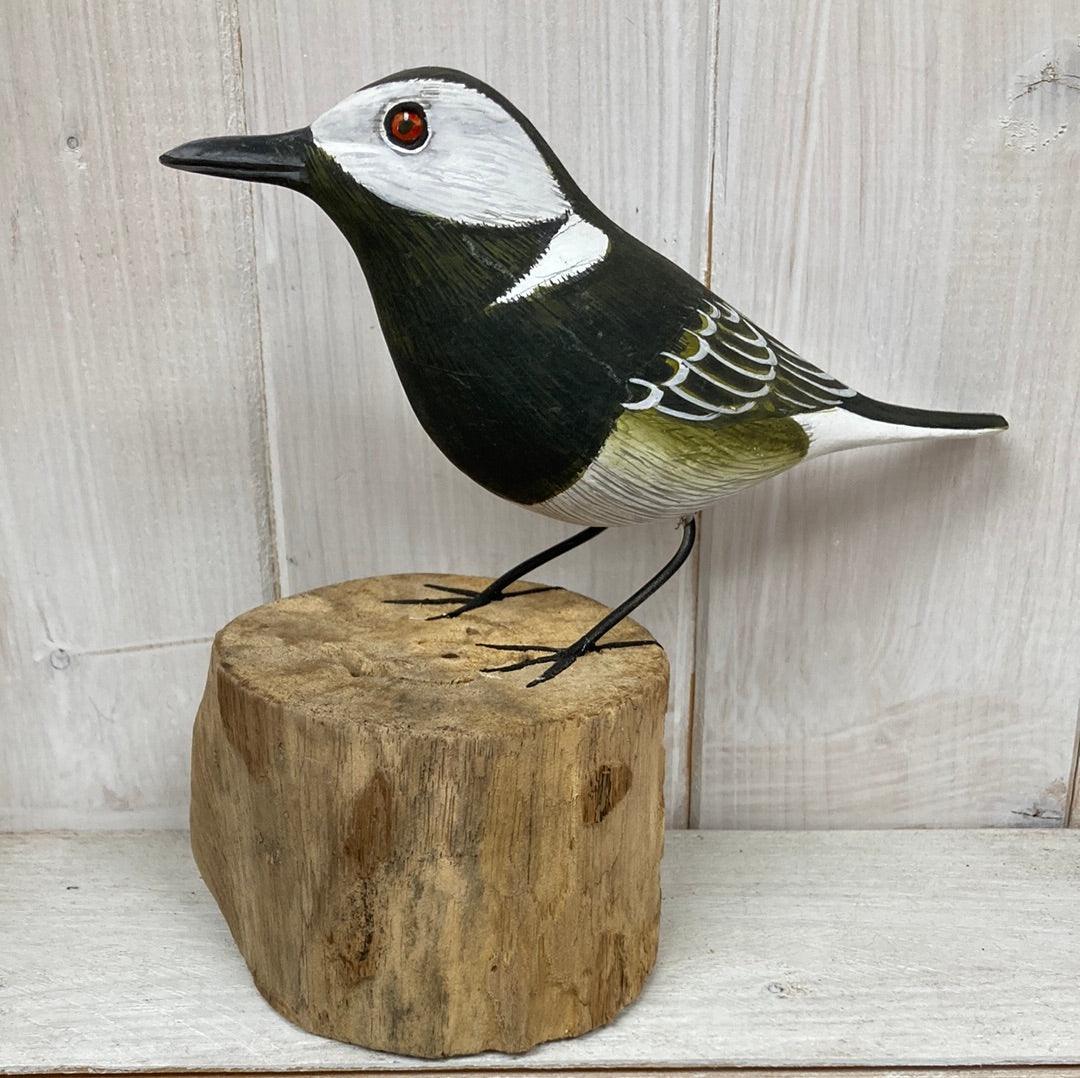 Pied Wagtail - The Coast Office