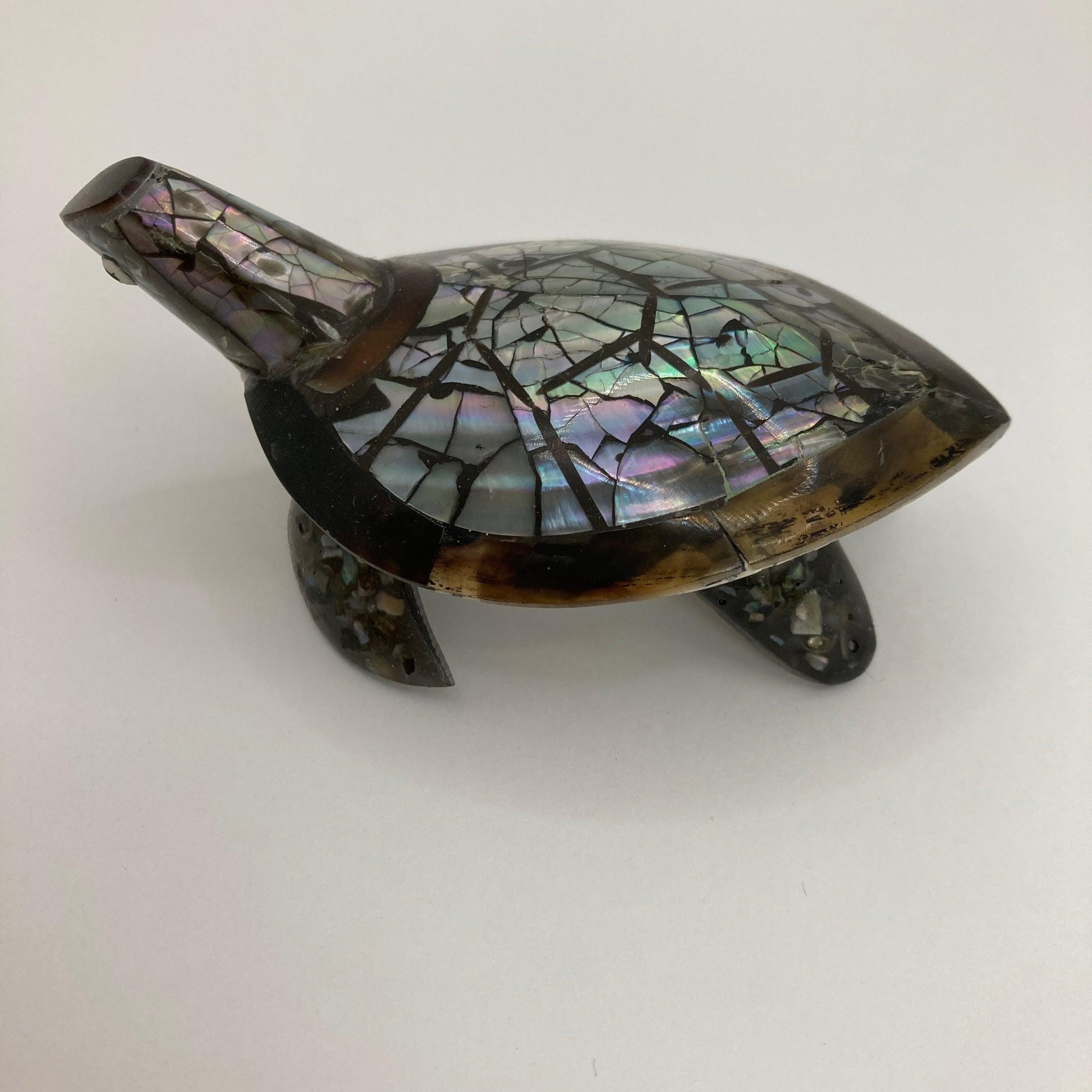 Shell Turtle: Various colours - The Coast Office