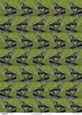Wrapping Paper Sheet: Blue Tit - The Coast Office