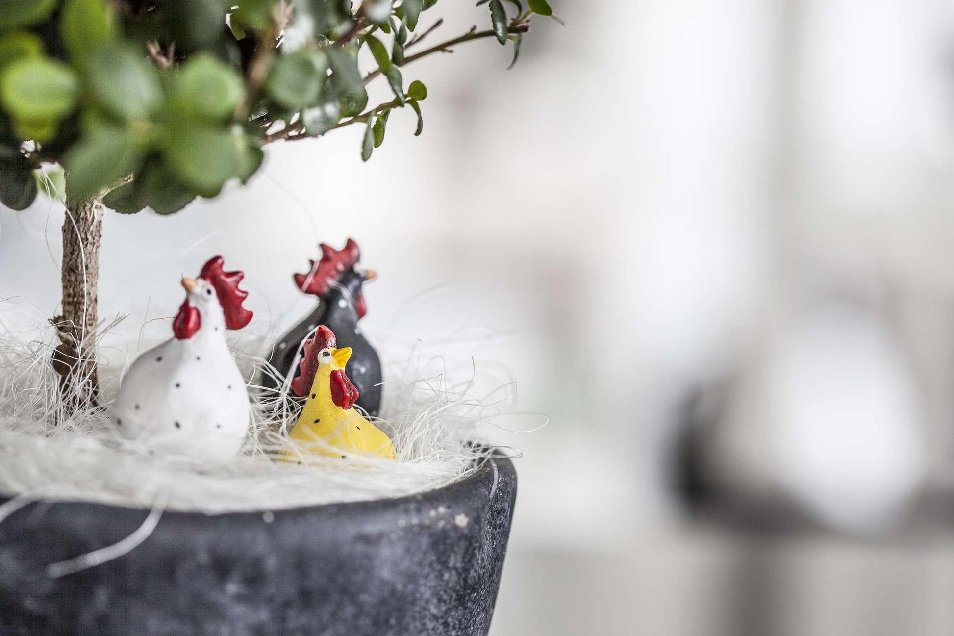 White, Spotted Hens - The Coast Office